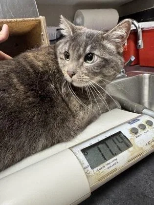 An adult small-sized female Domestic Short Hair cat named Ronnie for adoption in Missoula, MT