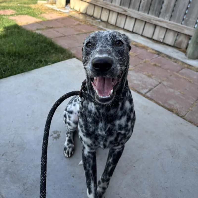 Cruella