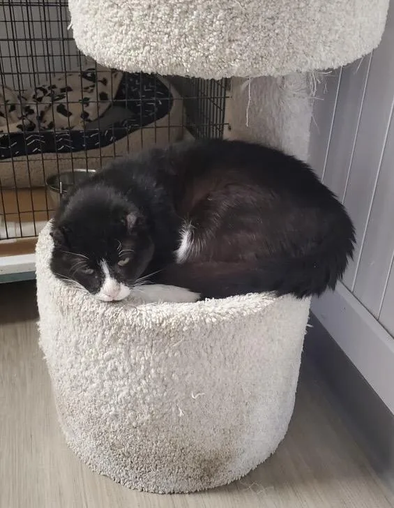 An adult medium-sized male Black & White / Tuxedo Domestic Short Hair cat named Scrappy for adoption in Colonia, NJ