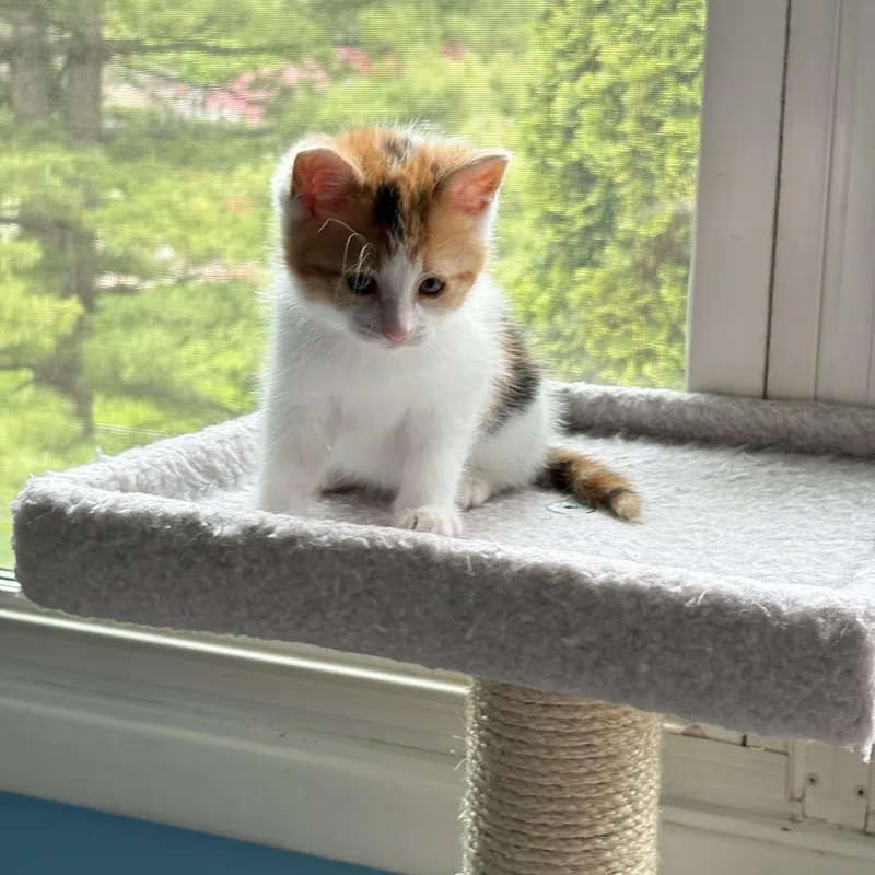 A baby medium-sized female Calico cat named Calico for adoption in Westland, MI