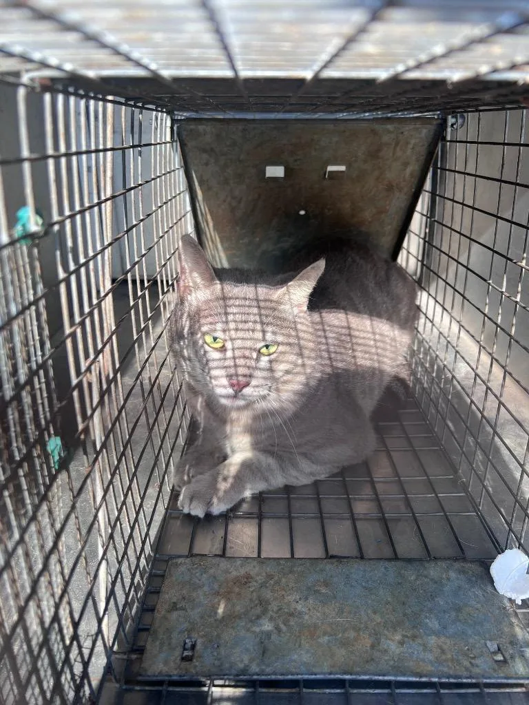 A young medium-sized male Domestic Short Hair cat named Geroge West for adoption in Rockport, TX