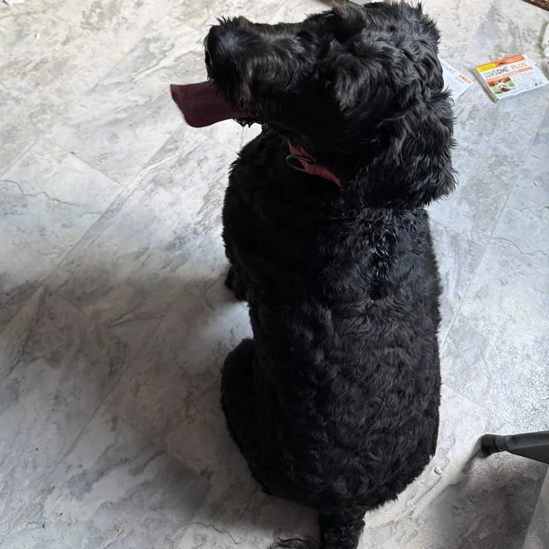 An adult large-sized female Black Mixed Breed dog named Pearl for adoption in Oak Hill, WV