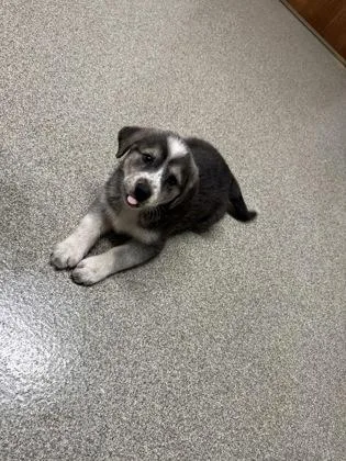 A baby small-sized male Golden Retriever dog named Riley for adoption in Pequot Lakes, MN