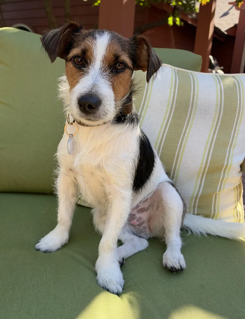 A young small-sized male Tricolor (Brown, Black, & White) Jack Russell Terrier dog named Jack Benny for adoption in DUMONT, IA