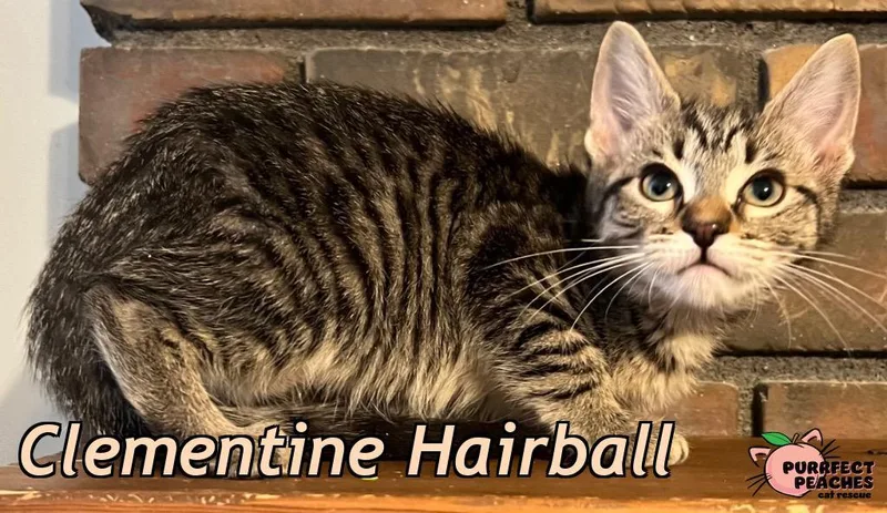 A baby medium-sized female Domestic Short Hair cat named Clementine Hairball for adoption in Douglasville, GA
