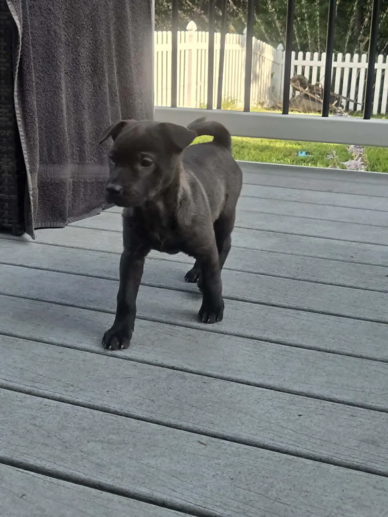 A baby medium-sized female Dachshund dog named Livvi for adoption in St. Louis, MO