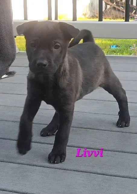 Livvi thumbnail 2