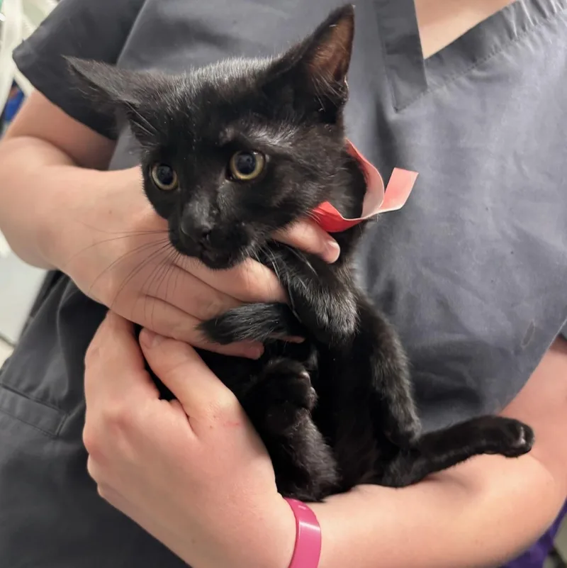 A baby medium-sized female Black Domestic Short Hair cat named Fuji for adoption in Kent, WA