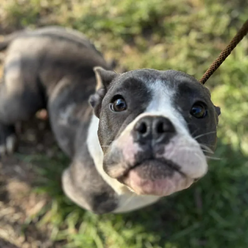 An adult medium-sized female American Staffordshire Terrier dog named Mama Maisie for adoption in Long Island City, NY