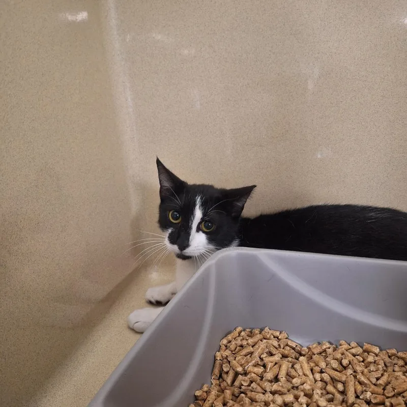 A young medium-sized male Domestic Short Hair cat named Charlie for adoption in Gautier, MS