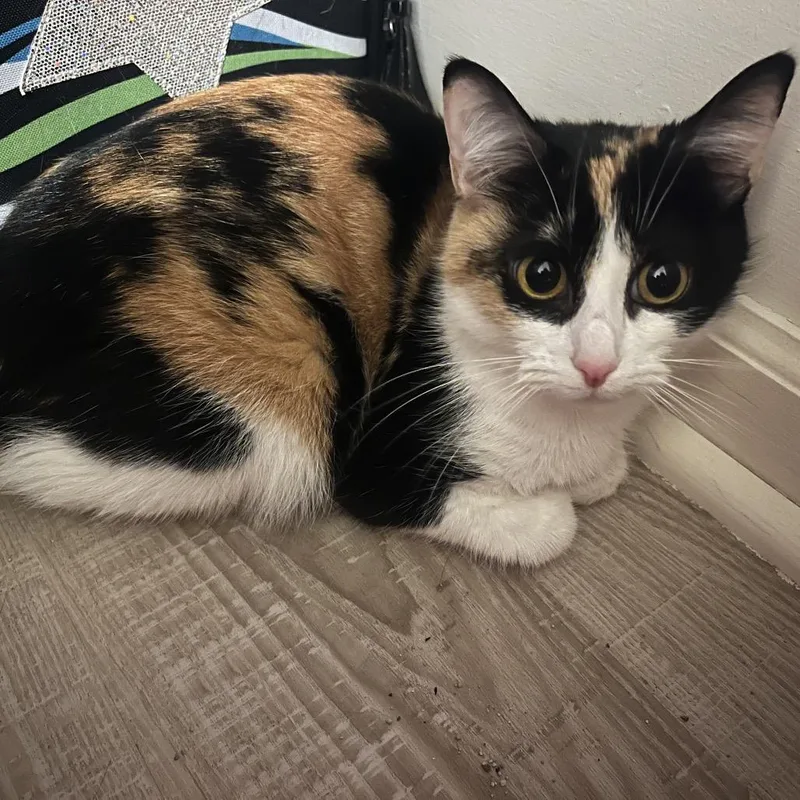 An adult medium-sized female Calico Domestic Short Hair cat named Meatloaf for adoption in Brownsboro, AL