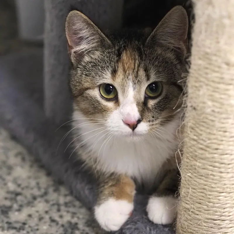 A baby medium-sized female Torbie Domestic Short Hair cat named Morita for adoption in Falls Church, VA