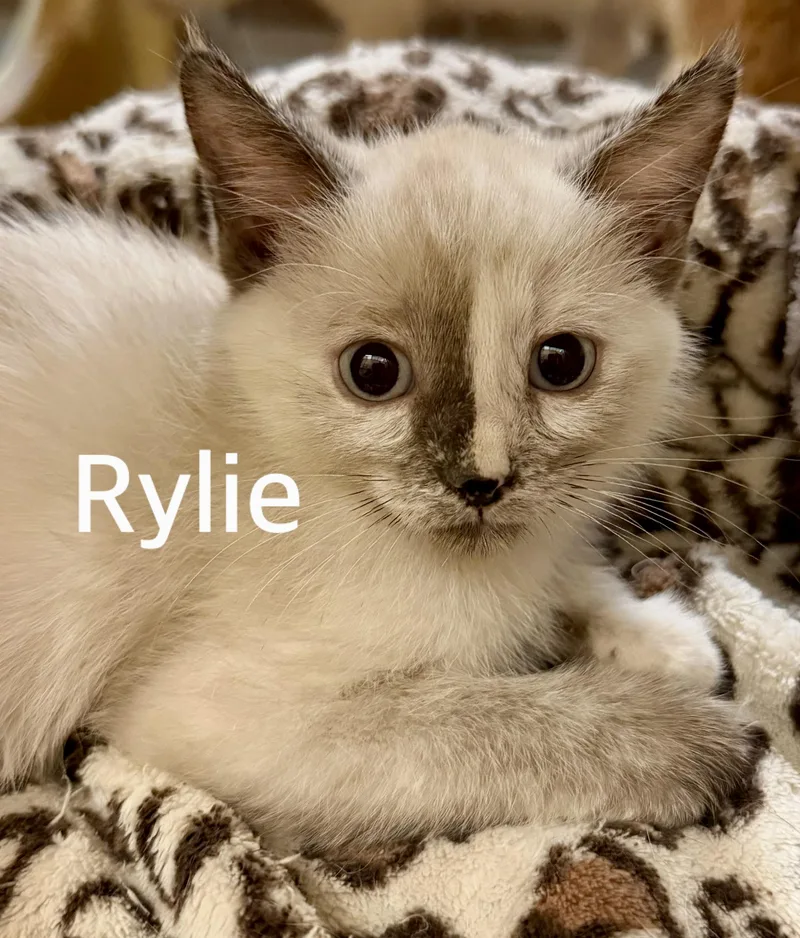 A baby medium-sized female Dilute Tortoiseshell Siamese cat named Rylie for adoption in Owasso, OK
