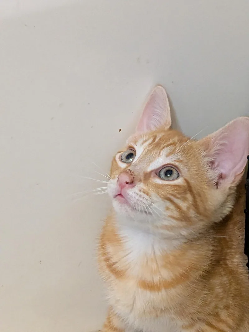 A baby medium-sized male Domestic Short Hair cat named Woody for adoption in Ontario, NY