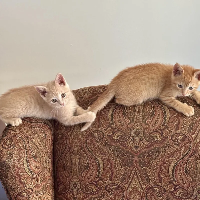 A baby small-sized female Orange / Red Domestic Short Hair cat named Peppermill for adoption in Fredericksburg, VA
