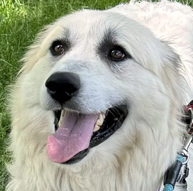 Sweet Pea  Beautiful thumbnail 2