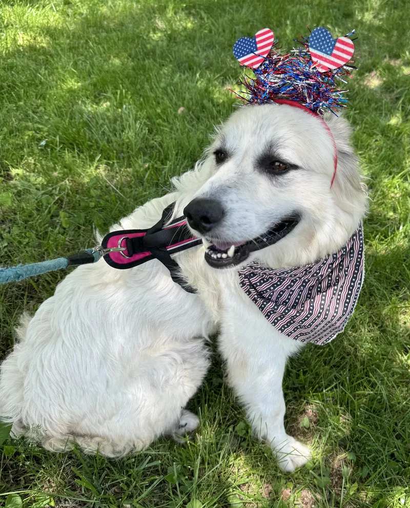 Sweet Pea  Beautiful thumbnail 3