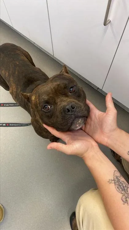 An adult small-sized male Mixed Breed dog named Job FKA Buster Bean for adoption in West Chester, PA