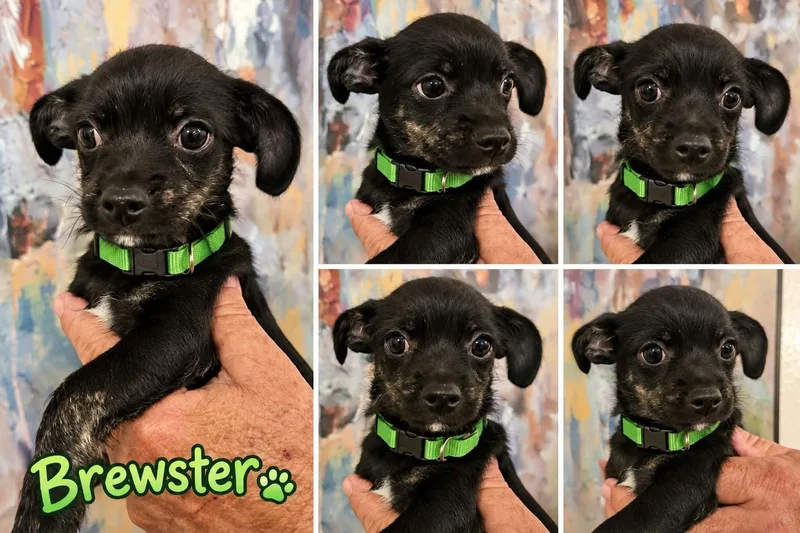 A baby small-sized male Chihuahua dog named Brewster for adoption in Media, PA
