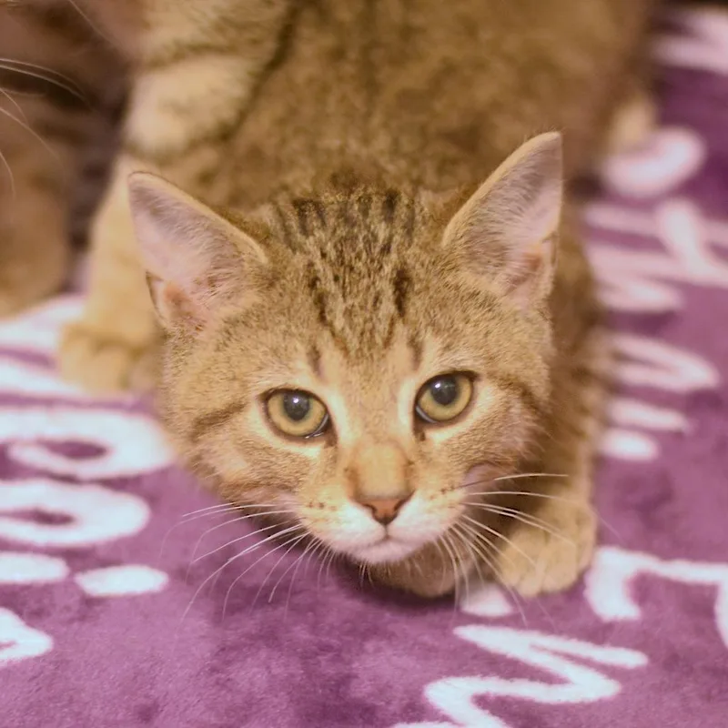 A baby small-sized male Brown / Chocolate Domestic Short Hair cat named Razzmatazz for adoption in Belleville, IL