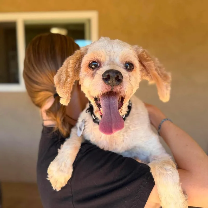 A senior small-sized male Yellow / Tan / Blond / Fawn Terrier dog named Salamon for adoption in Ramona, CA