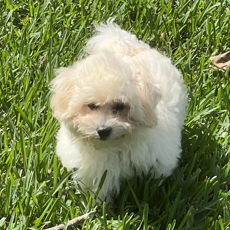 A baby small-sized male White / Cream Maltipoo dog named Adonis Miller for adoption in Plano, TX