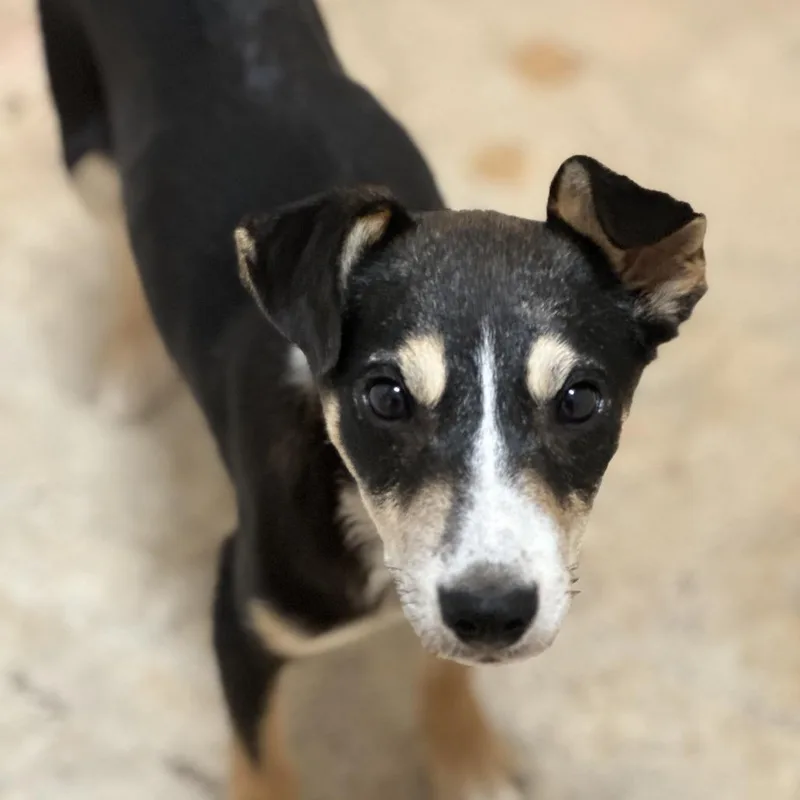 An adult small-sized female Black Collie dog named Penny for adoption in San Saba, TX