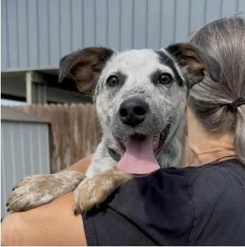 A young medium-sized female Tricolor (Brown, Black, & White) Australian Cattle Dog / Blue Heeler dog named Harper for adoption in Chillicothe, MO