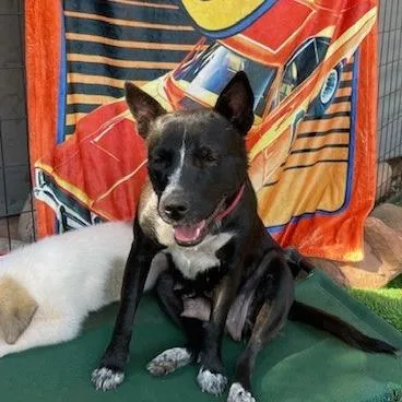 A young medium-sized female Black Mixed Breed dog named Jesse Duke for adoption in Moab, UT