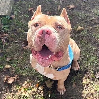 An adult large-sized male Yellow / Tan / Blond / Fawn American Bulldog dog named Saint for adoption in Springfield, MA