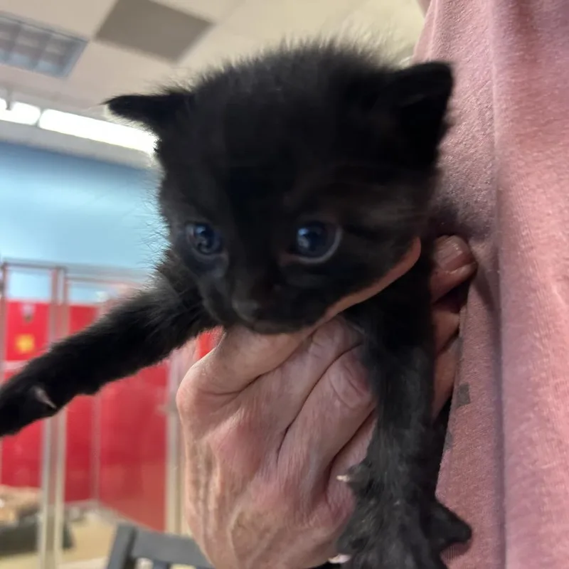 A baby small-sized male Black Domestic Medium Hair cat named Sosuke for adoption in Park City, UT