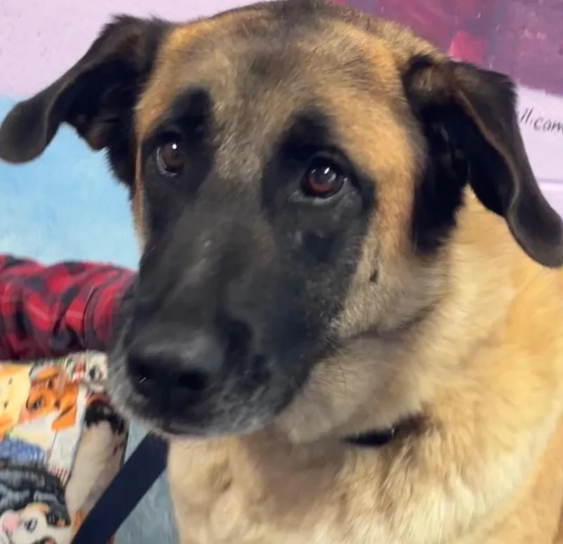 An adult large-sized female Anatolian Shepherd dog named Yonah for adoption in Elizabethton, TN
