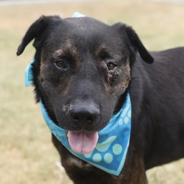 An adult large-sized male Labrador Retriever dog named Freddy for adoption in San Antonio, TX