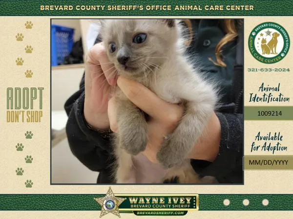 A baby small-sized male Domestic Short Hair cat named Quesadilla for adoption in Melbourne, FL