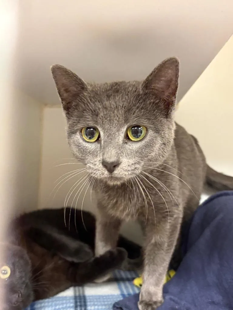 A young medium-sized female Domestic Short Hair cat named Nikki for adoption in Johnson City, TN