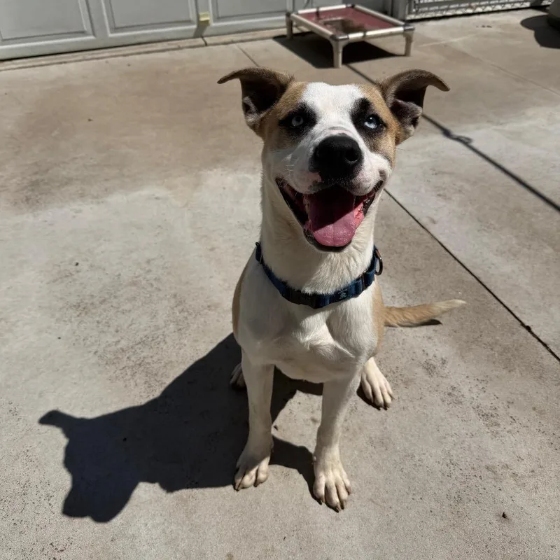 A young medium-sized male White / Cream Husky dog named Duke for adoption in Hanna City, IL