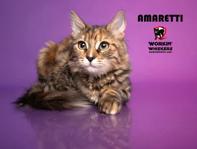 Amaretti thumbnail 6