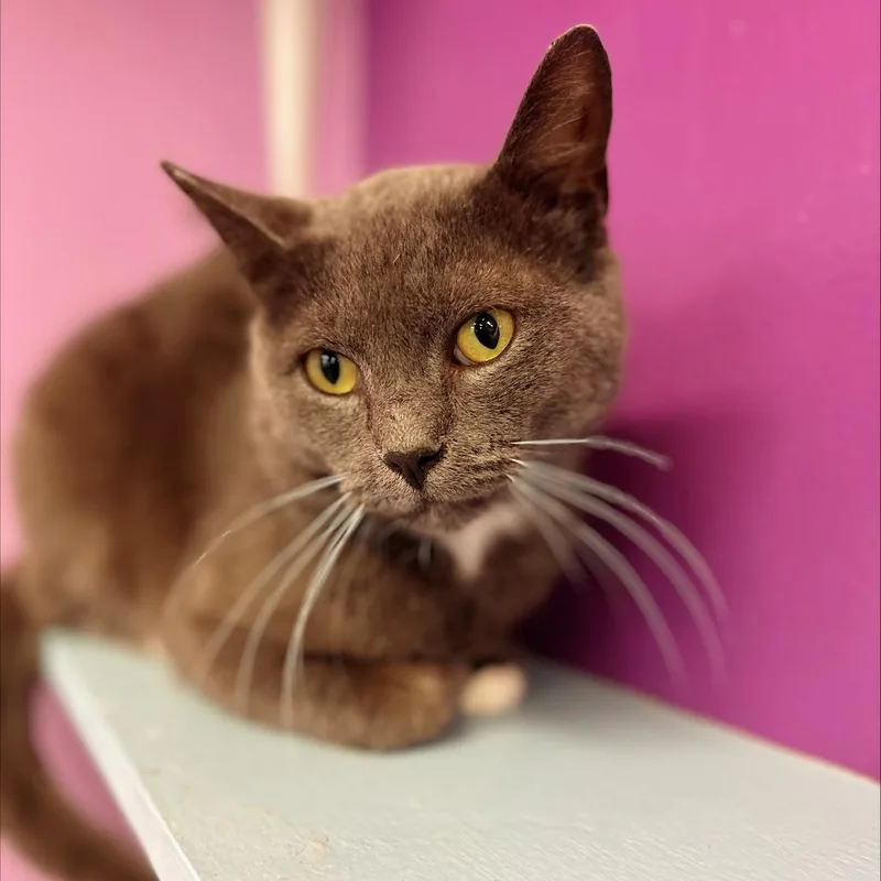 Nicholas thumbnail 2