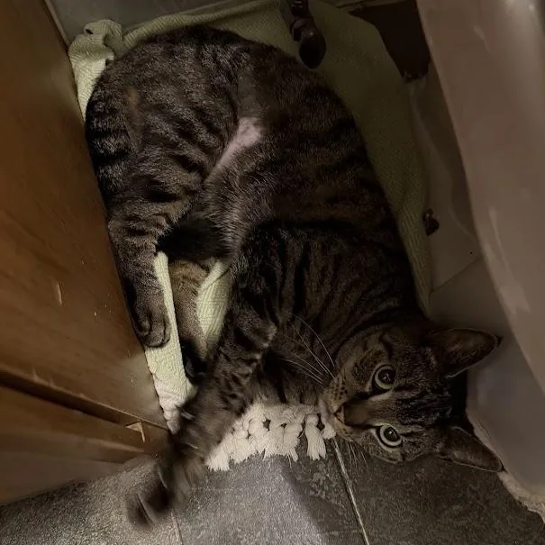 Cat Benatar thumbnail 2