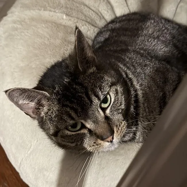 Cat Benatar thumbnail 3