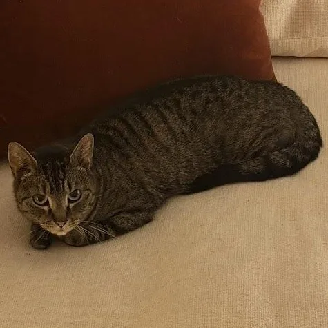 Cat Benatar thumbnail 5