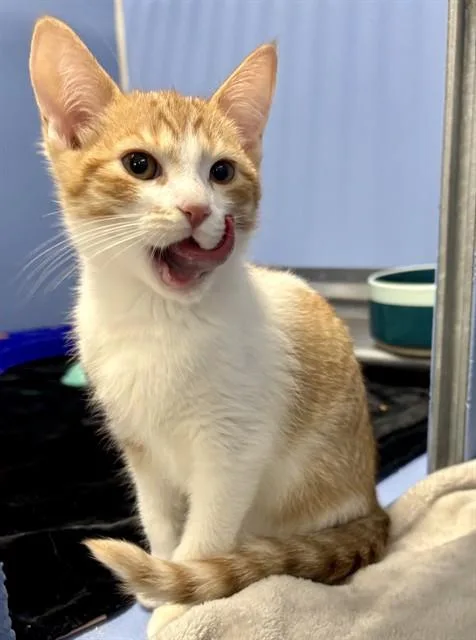 A baby small-sized male Domestic Short Hair cat named Rugrat for adoption in Kalamazoo, MI