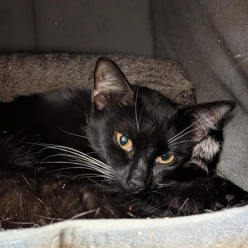 An adult medium-sized female Black Domestic Short Hair cat named Biba for adoption in Titusville, FL