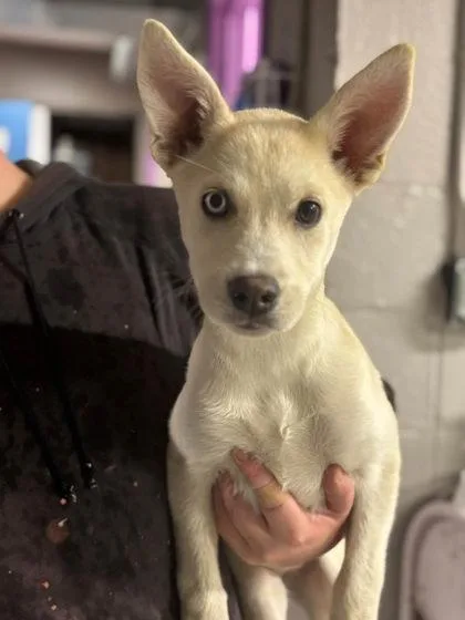 A baby medium-sized female Mixed Breed dog named FrankieStein for adoption in Hobart, IN