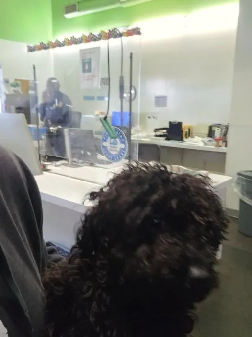 A young small-sized female Poodle dog named Tanya for adoption in Los Angeles, CA