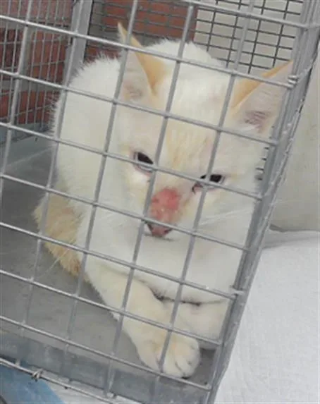 A young small-sized male Domestic Short Hair cat named Mike for adoption in Houston, TX