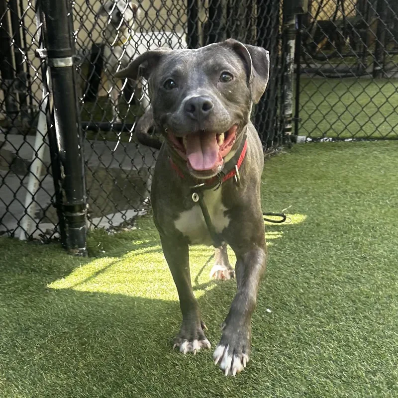 An adult medium-sized female Gray / Blue / Silver Mixed Breed dog named Queen for adoption in Asheville, NC