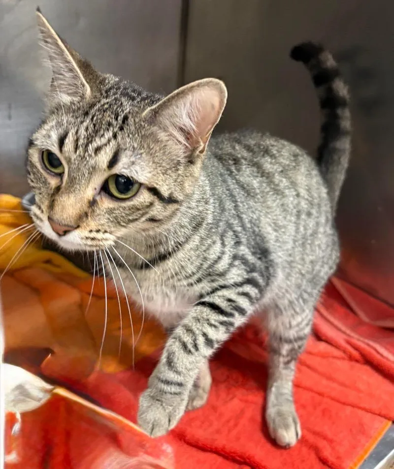 A young small-sized female Domestic Short Hair cat named Breeze for adoption in Little Rock, AR