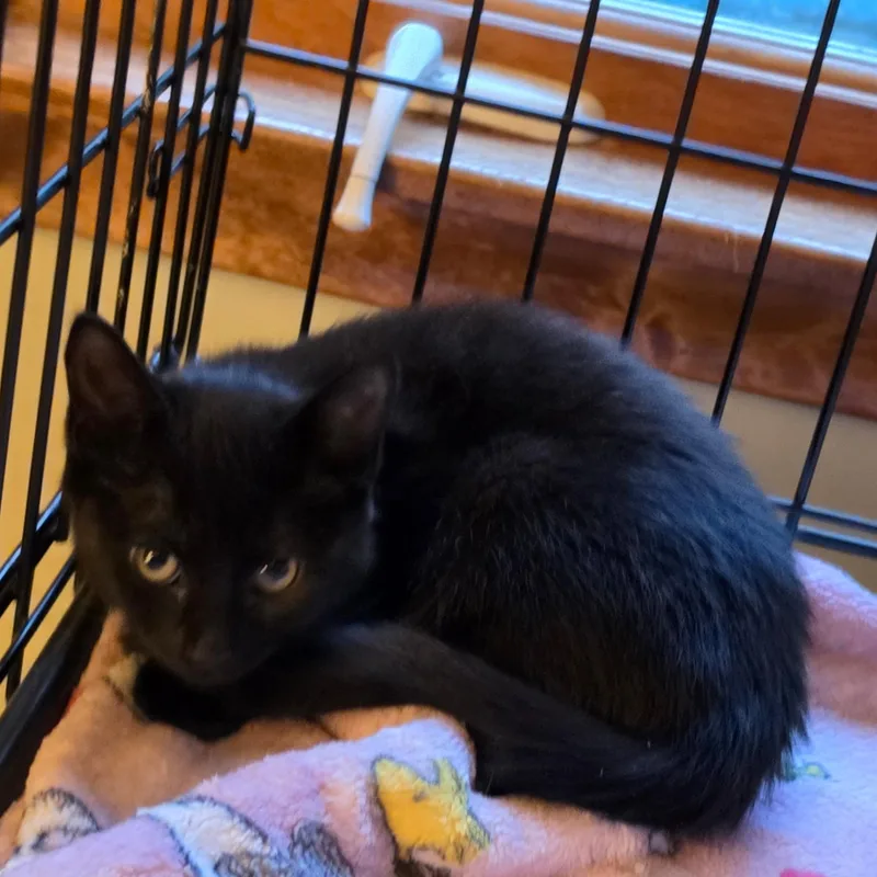 A baby medium-sized female Domestic Short Hair cat named Zena for adoption in Canton, CT