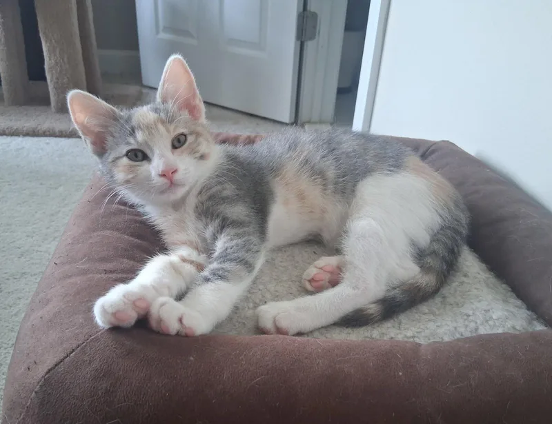 A baby medium-sized female Domestic Short Hair cat named Genevieve for adoption in Herndon, VA